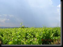garrigue001.jpg